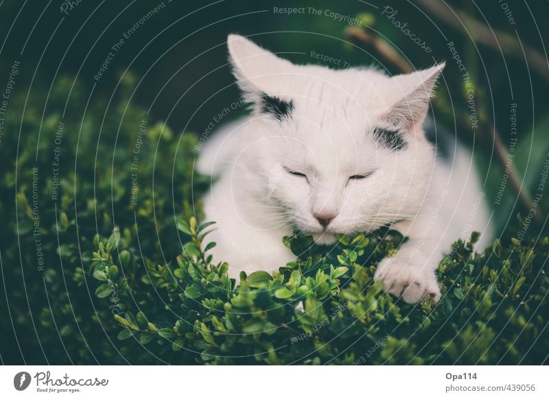midday nap Nature Plant Animal Summer Bushes Blossom Foliage plant Agricultural crop Garden Pet Cat 1 Baby animal Sleep Happy Green Black White Relaxation "Cat