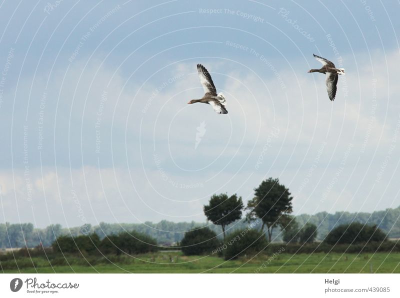 landing approach... Environment Nature Landscape Plant Animal Sky Summer Beautiful weather Tree Grass Bushes Meadow Wild animal Goose Gray lag goose 2 Movement