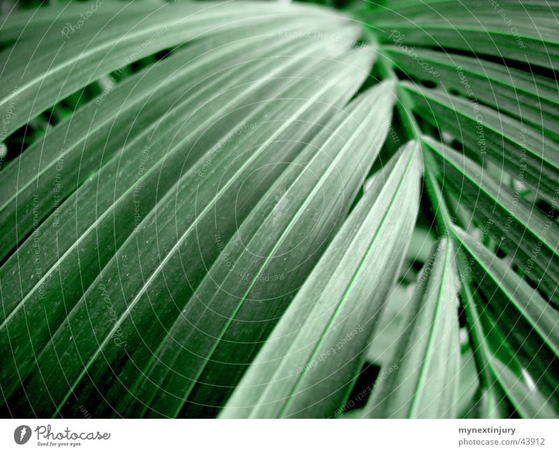 Green stuff in palm shape Leaf Palm tree Foliage plant Background picture Detail Marko Colour