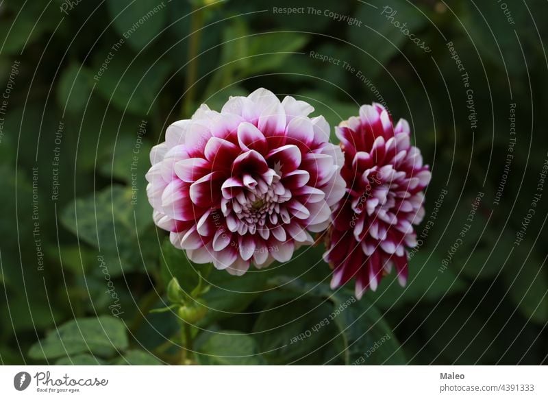 Isolated natural dahlia flower on green background aroma autumn beautiful beauty bed bloom blooming blossom botany bouquet bright bush closeup color cultivated