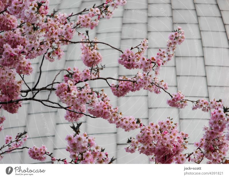 Cherry blossoms in front of dome Domed roof Cherry tree Pink Blossoming Planetarium Prenzlauer Berg Berlin Nature Romance Twigs and branches Metal plate