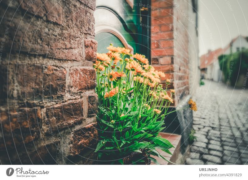 yellow flowers as decoration in front of the front door in an old town alley vintage Old Town Lane Old town Retro Colour photo Brick