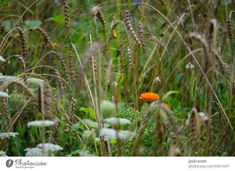 in the garden is nature Nature Green Flower Garden Summer Habitat Plant blurriness Blossom Ear of corn Growth Ecological Agricultural crop Wheat Grain Cornfield