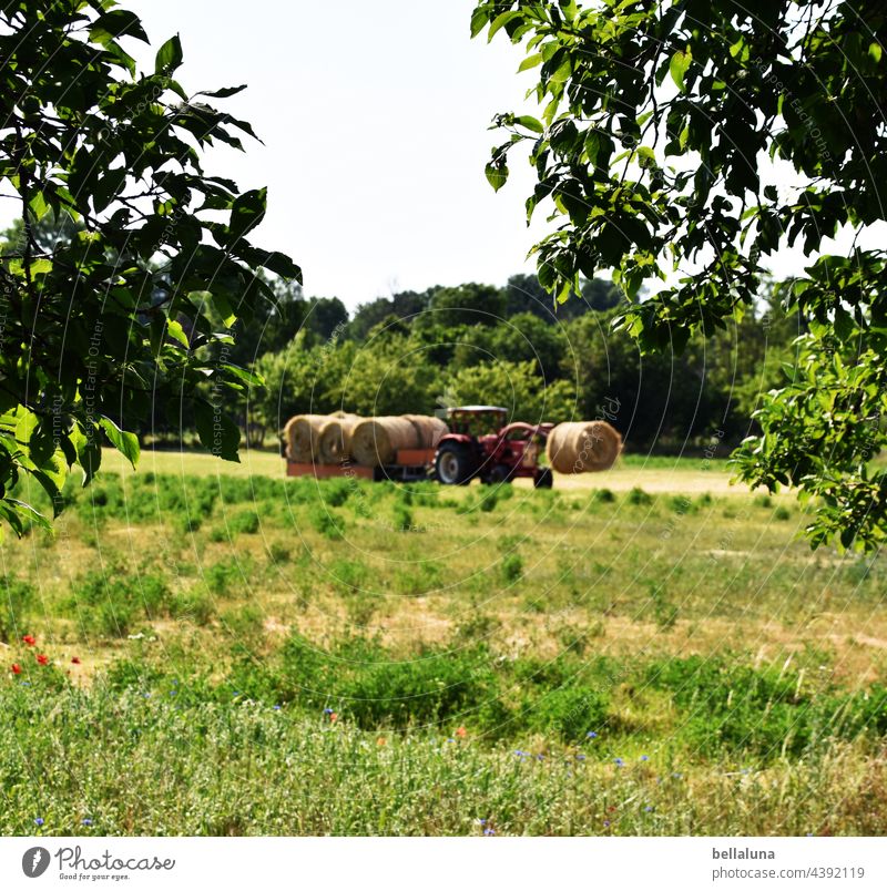 Today we have stoh, fresh from the tractor. Tractor Träcker Agriculture Nature Field Colour photo Environment Exterior shot Landscape Work and employment