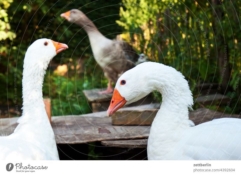Three geese Relaxation holidays Garden Deserted Nature tranquillity Holiday season Summer Sun shrub Copy Space Depth of field Twig Goose goose house Animal Bird