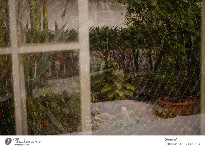 Plants in the greenhouse and snow in the window glass reflected Gewächsahus Reflection Snow Winter Window pane Overlay Glass Colour photo Slice