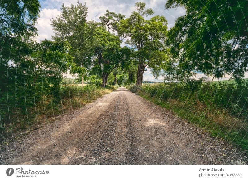 avenue with beautiful old trees and a gravel road nature landscape path outdoors perspective green travel country environment rural background street straight