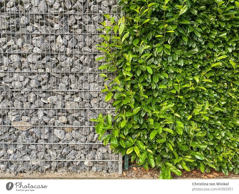 Gabion with quarry stones next to a cherry laurel hedge. Stark contrasts... Rubble stones Hedge Laurel Hedge Garden fence Boundary Modern Exterior shot Fence
