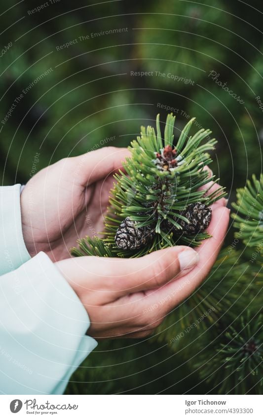Female hand holding sprout wilde pine tree in nature green forest. Earth Day save environment concept. Growing seedling forester planting earth day growing