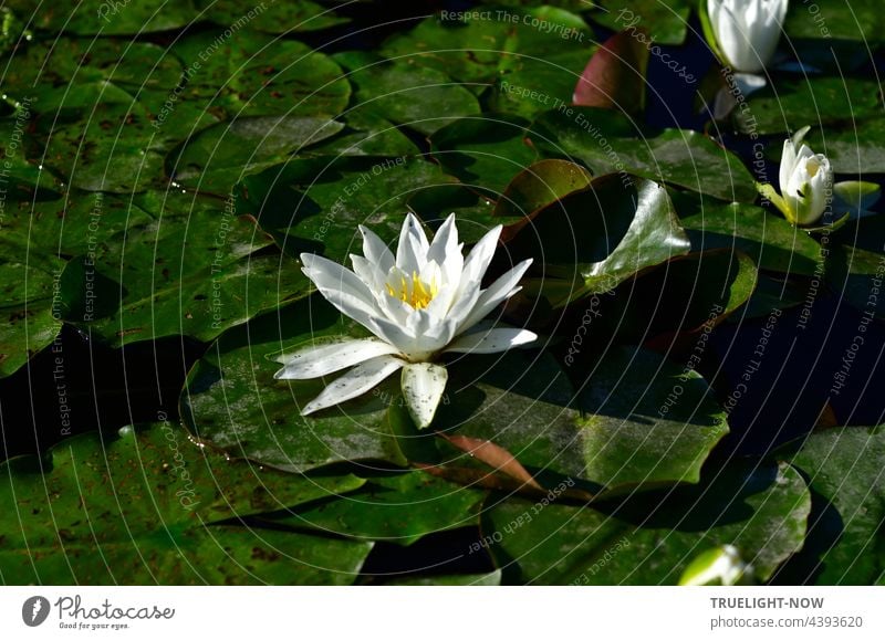 A water lily. The white of innocence in the pond. Contrast in the mire. Water Lily nymphaea alba White Green Yellow be afloat leaves Water lily pads Water basin