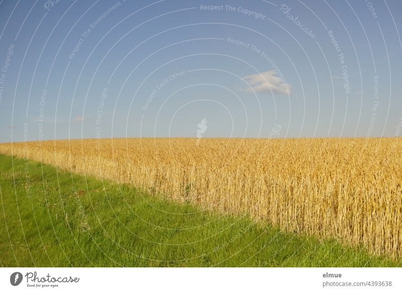 one quarter green meadow, one quarter yellow wheat field, half blue sky and one white deco cloud / agriculture / harvest time Wheat Wheatfield Geometry Blow