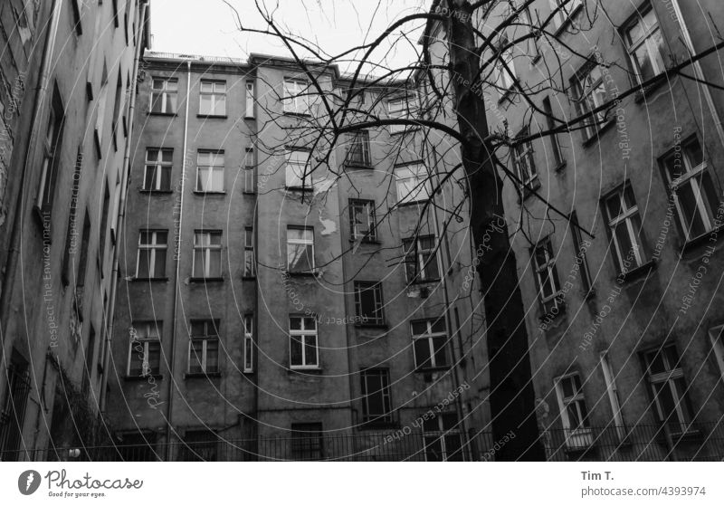 an old Berlin backyard in Prenzlauer Berg b/w Tree Interior courtyard Capital city Downtown Town Deserted Day Old town Black & white photo Exterior shot