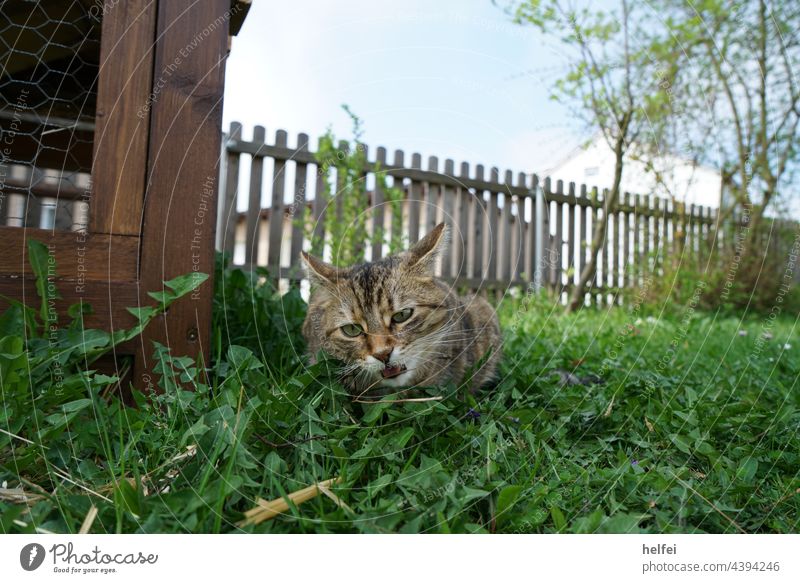 Grey cat eating grass in garden photographed from low perspective Cat Garden Nature Animal Pet Meadow Playing Lawn food source of fodder Foraging mackerelled