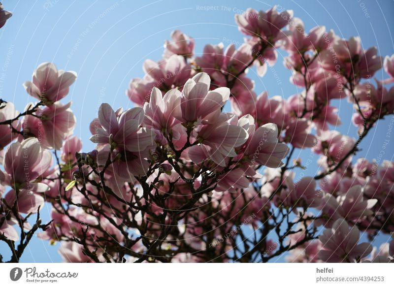 Magnolia blossom in detail, photographed in spring Blossom magnolias Magnolia tree Magnolia plants Spring Pastels Pastel shades Blossoming Umbrella Magnolia