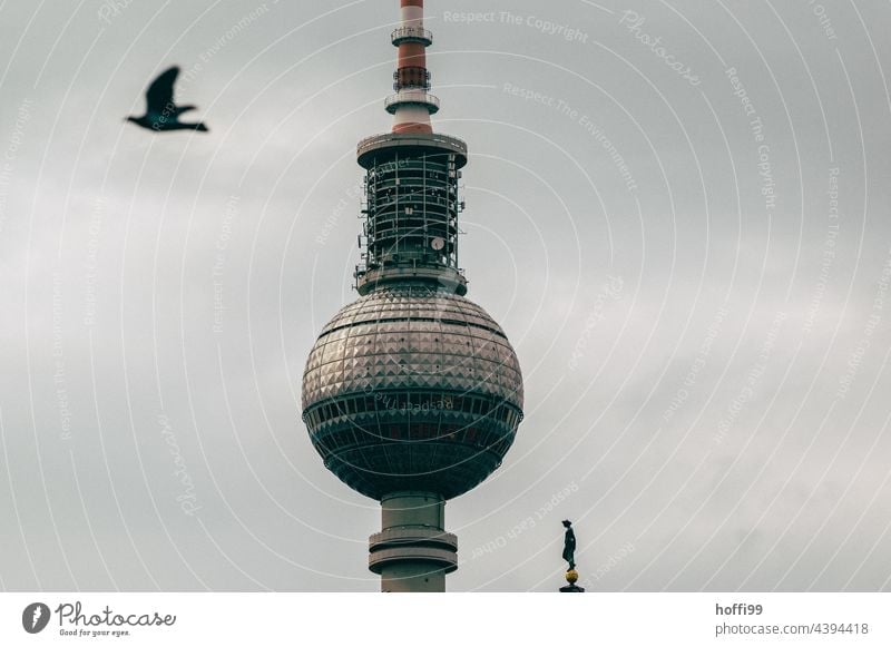 Berlin television tower with dove Berlin TV Tower Pigeon Landmark Capital city Monument Downtown Berlin Alexanderplatz Television tower Tourist Attraction