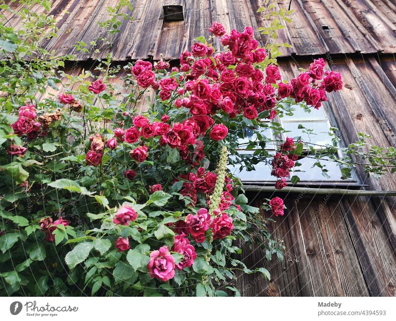Lush red rose bush in front of the facade of an old brown wooden barn on a farm in Rudersau near Rottenbuch in the district of Weilheim-Schongau in Upper Bavaria