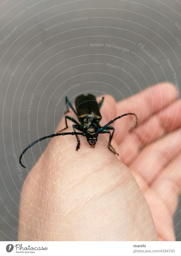 musk buck Beetle Animal fauna animal world Musk beetle Hand deep friend Living thing Insect blurriness vivacious Disgust Fear Garden