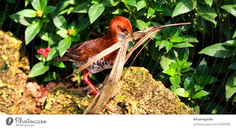 Bird at nest building Red Leaf Bushes Beak Nest vogle Walking Multicoloured Stone Carrying Twig Shriveled Build