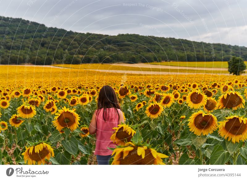 huge field of sunflowers with girl in the middle of backs. Un recognizable face cute looking portrait girls smiling outdoors summer child nature childhood