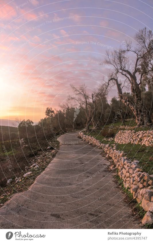 Old pathway with olive trees vacation season nature garden farm village europe holidays panorama horizon wild field background scenic sunset grass hill travel
