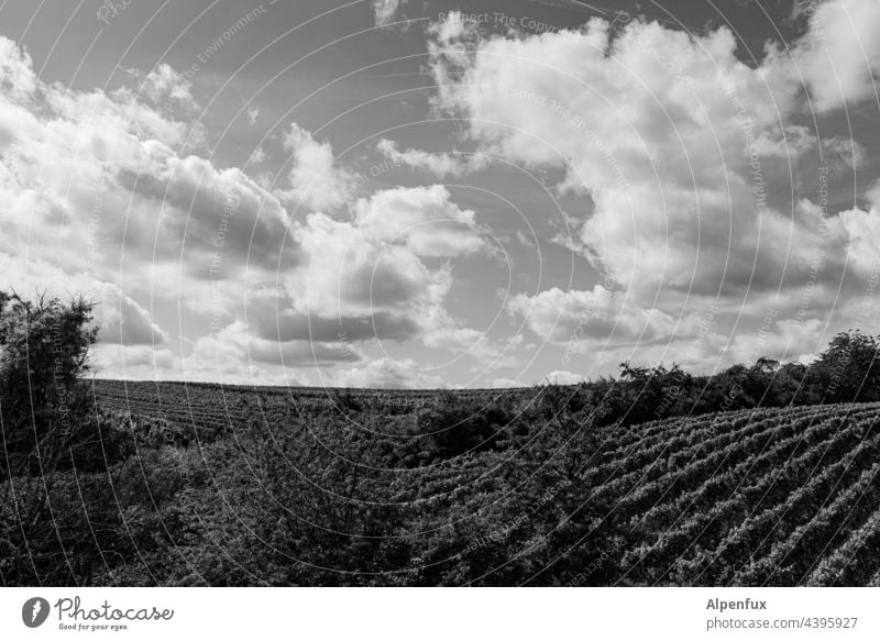 flourishing landscapes vineyards Nature Landscape Vine Summer Exterior shot Wine growing Beautiful weather Sky Agricultural crop Vineyard Deserted Sunlight Day