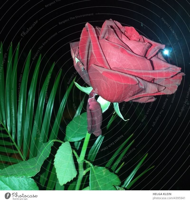 Red Rose Red rose Red rose in the dark Love Rose- Queen of the flowers romantic pretty Red rose with palm leaf