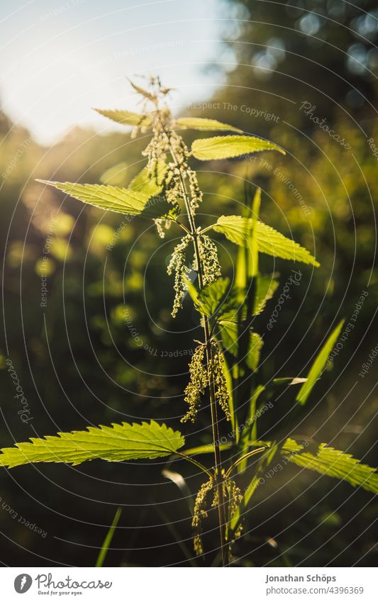 Nettle backlit close up in forest Stinging nettle Back-light Close-up Forest Wild plant Plant Weed Medicinal plant Nature Green Exterior shot Colour photo Day