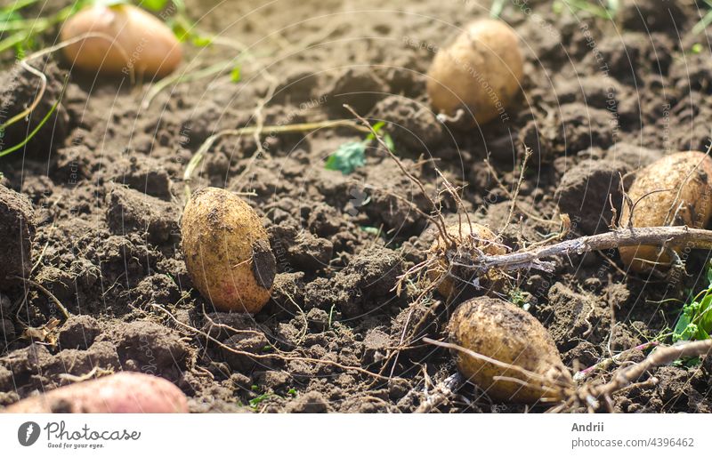 Many potato tubers lie on the loose soil after the harvesting process. Gardening and farming. Fresh organic vegetables, ecological agricultural food products. Agricultural farm production.