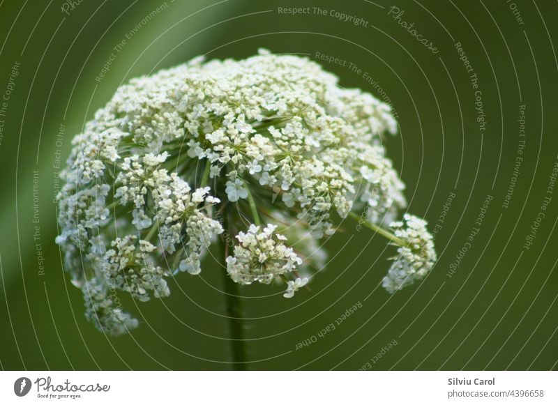 Wild carrot inflorescence closeup with green blurred background view flower nature plant flora seed white umbel macro natural bloom floral wild botanical summer