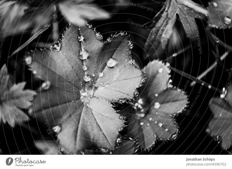 Leaves with water drops close up dark black and white Fern Close-up Dark Black & white photo black-and-white high contrast somber Artistic Noble Plant fine