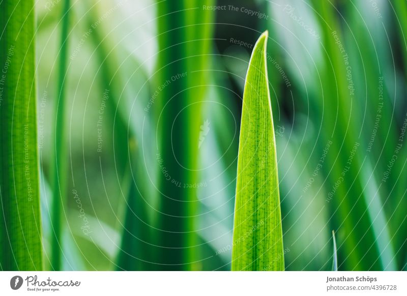 Plant on green field macro Nature Meadow Deserted Close-up Exterior shot Summer Green Grass Colour photo Environment Growth Shallow depth of field Wild plant