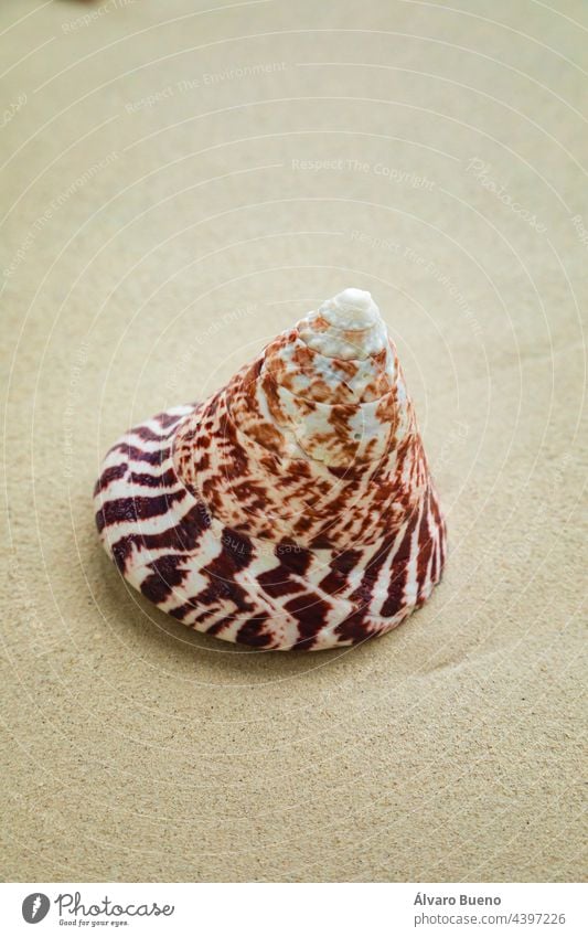 A lovely spiral conical shell, with a tabby drawing, lying on the sand on a beach, Friwin Island, Raja Ampat, West Papua, Indonesia Friwen island Besir area