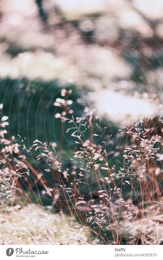Dry summer grass / gentle wind / whispers in the ear Summer grass Grass Wind Whisper summer meadow summer wind haiku wind noise Hissing Noise Tuft of grass