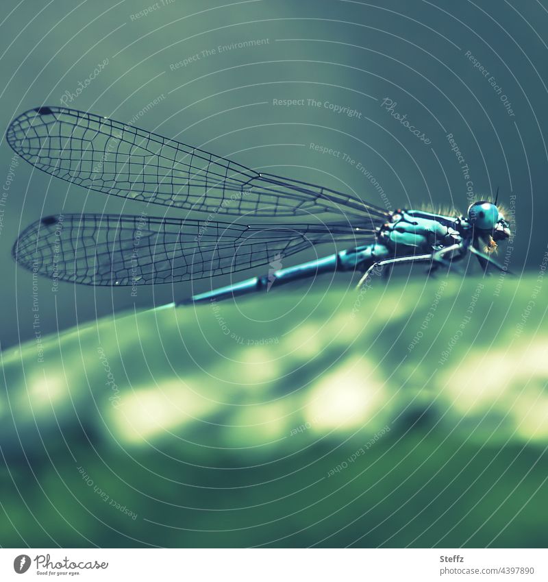 Blue dragonfly takes a breather blue damselfly Platycnemis pennipes Dragonfly Common Darter Damselfly Blue Dragonfly dragonfly face Dragonfly wing dragonfly eye