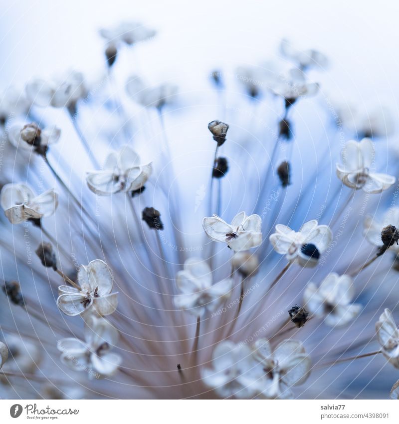 Ornamental garlic ball with seed pods Nature Plant Flower Seed capsule Seed head garlic flower Macro (Extreme close-up) Shallow depth of field Colour photo