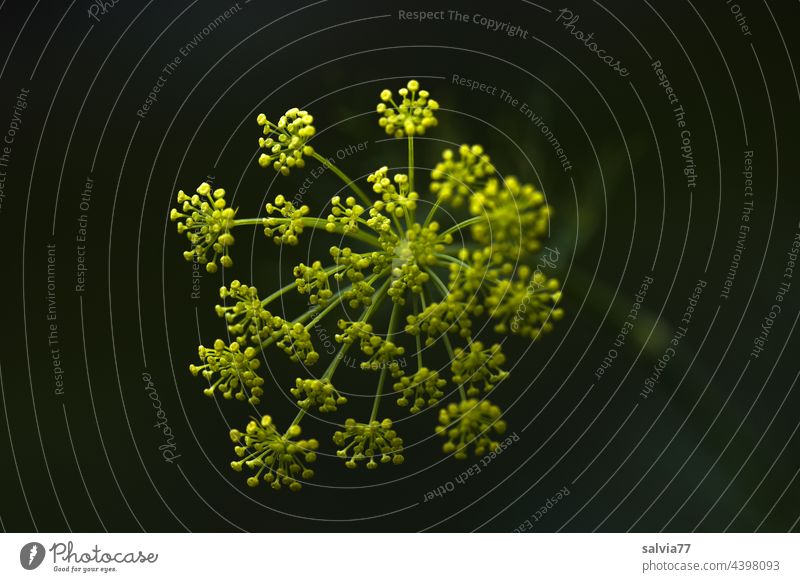 Dill blossom against a black background Dill flower Umbellifer Medicinal plant kitchen herbs Plant Nature Black Yellow Contrast Blossom Growth