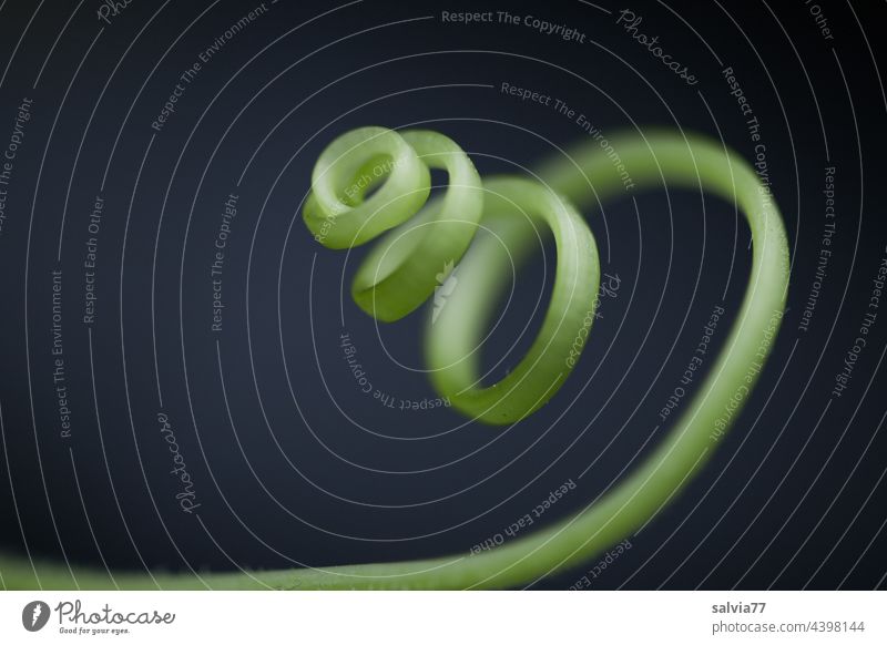 spiral cucumber shoot tendril Tendril Cucumber vine spirally Spiral Growth Rotate whorls Abstract Neutral Background Nature Plant Part of the plant Elegant