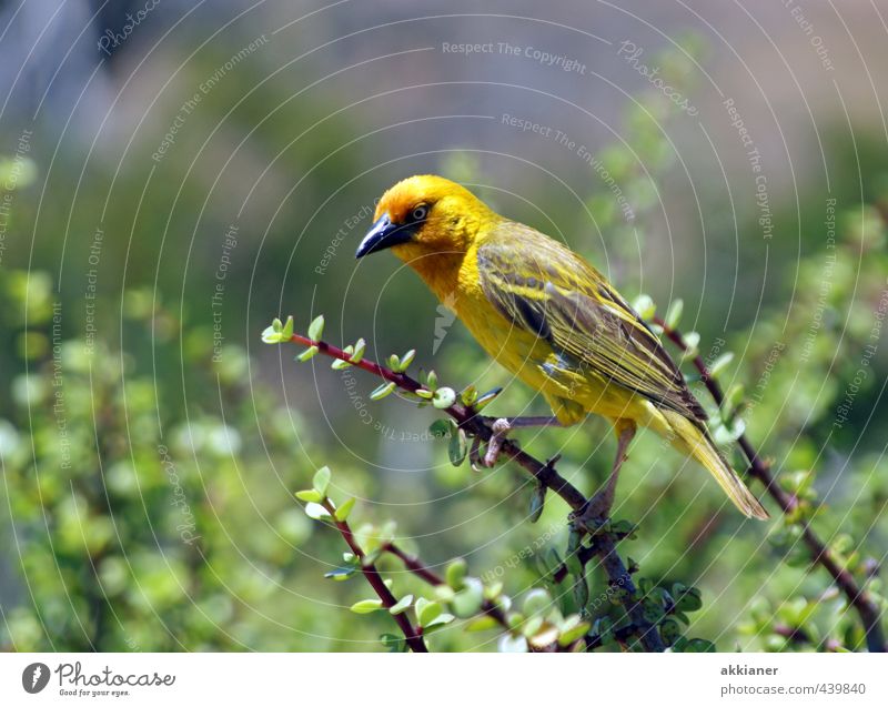peep Environment Nature Plant Animal Bushes Wild animal Bird Wing 1 Natural Yellow Green Feather Colour photo Multicoloured Exterior shot Deserted Day Light