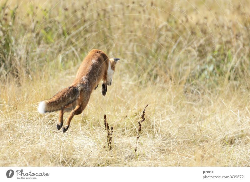 Catch the mouse - Fuchs-Darß Environment Nature Landscape Animal Wild animal 1 Jump Brown Green Fox Hunting Darss Nature reserve Colour photo Deserted