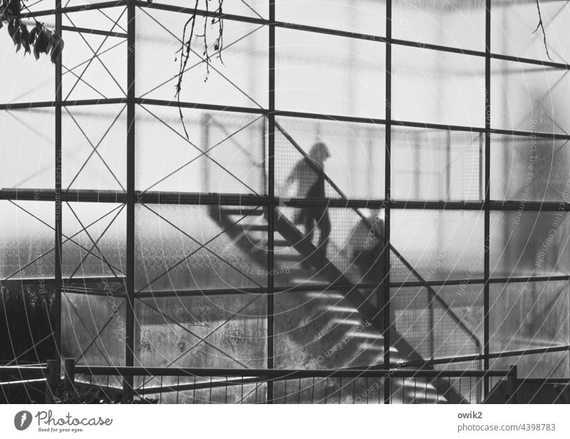 glass enclosure Lookout tower Glass through glass Stairs Sharp-edged Silhouette Translucent descend Shadow Sunlight Abstract Human being 2 Vantage point
