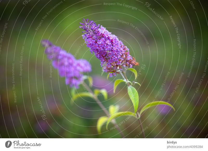 Summer lilac, butterfly bush, Buddleja davidii. Flowers , weak depth of field butterfly tree blossoms Shallow depth of field Close-up purple Green