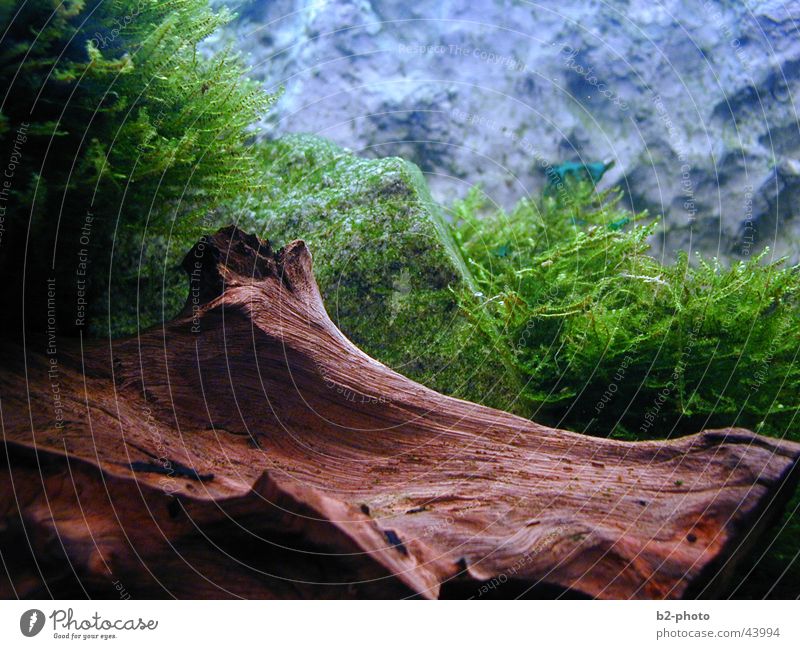 underwater world Aquarium Wood Plant Empty Physics Algae Water Fish Landscape Root Stone Warmth back wall Shadow