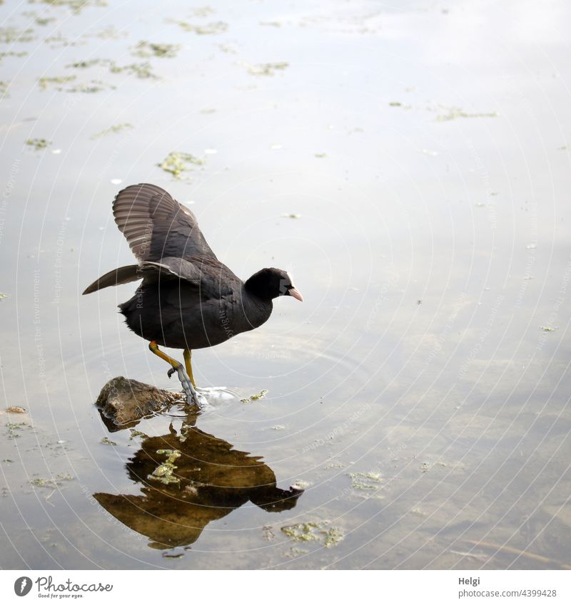 Early morning sport - coot standing in the lake on one leg and flapping his wings Coot Bird waterfowl Rail pale Hornshield Floaties Grand piano Lake Water