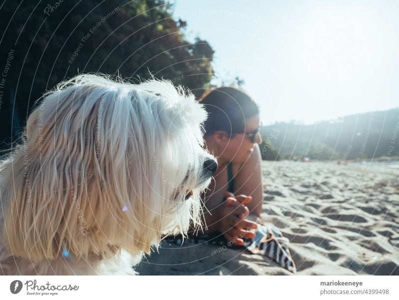 Side close-up of a Maltese bichon dog on the beach looking out to sea with its owner in the background out of focus beach sand beauty caucasian female forest