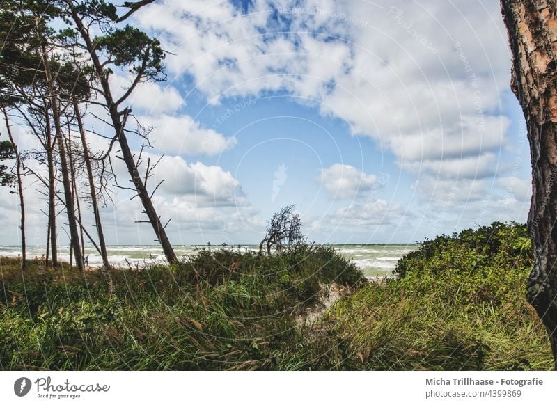 West Beach Fischland - Darß Darss Fischland-Darss-Zingst Western Beach Baltic Sea coast Waves Water Ocean Sand trees Forest Sky Clouds Wind Sun Nature Landscape