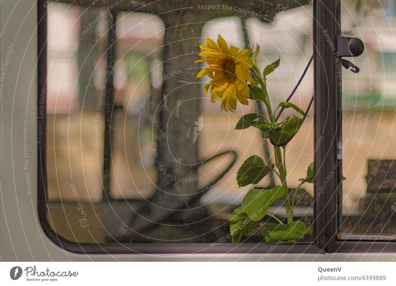 Sunflower in the window of a mobile home Mobile home Transporter Camping Leisure and hobbies Camping site Colour photo Relaxation Summer Mobility Caravan