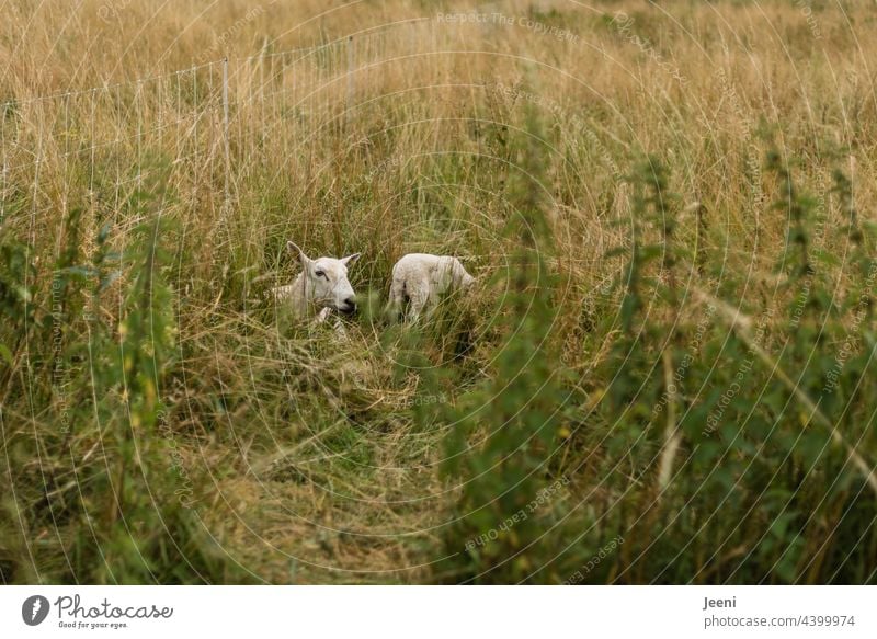 Sheep mom with little lamb hidden in gas Flock bleat Stand Lie Sit Animal animals Farm animal Meadow Farm animals Group of animals Animal family