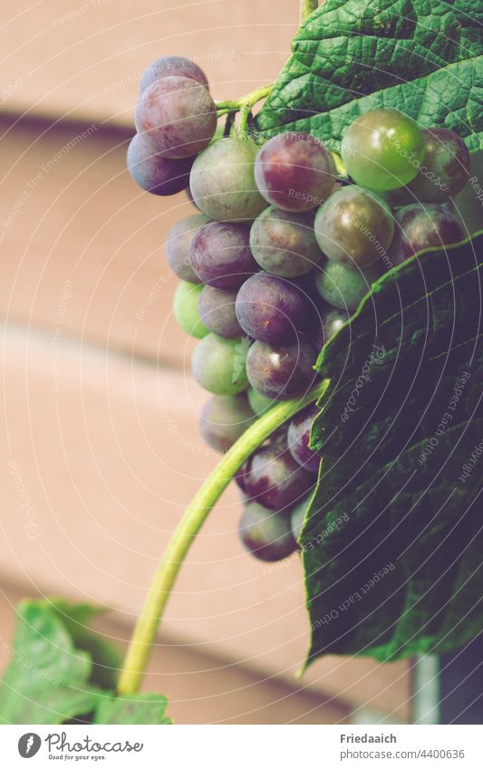 Half ripe blue grapes on wooden slat wall Bunch of grapes Fruit Nature Green Exterior shot Leaf Plant Food Healthy Close-up Detail Colour photo Garden Vine