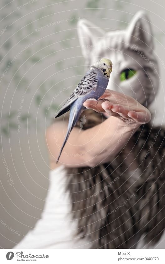 3000 everything Human being 1 Pet Cat Bird 2 Animal To feed Budgerigar Pelt Cat's head Mask Devour Hand Cat eyes Feed Colour photo Subdued colour Interior shot