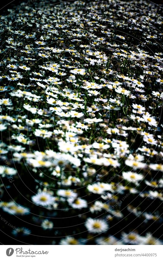 Lots and lots of daisies, all in one place. flowers Colour photo Flowers and plants Summer Exterior shot Blossoming Green naturally Close-up Blossom leave